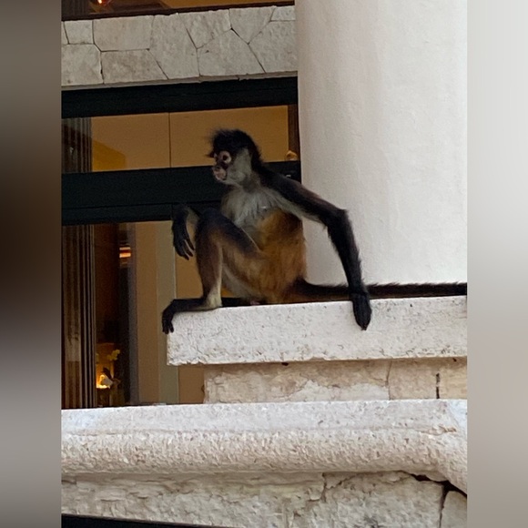 Meet your Posher, Lisa - Picture 4 of 5